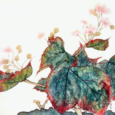 Begonia - watercolour and ink on paper